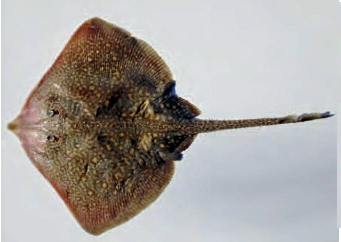 Raja asterias_10001.jpg